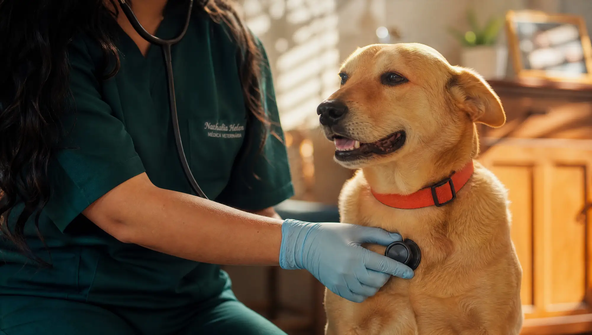 Médica veterinária auscultando um cão calmo em casa