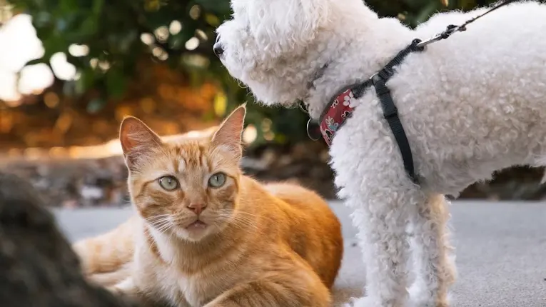 Teste veterinário domiciliar